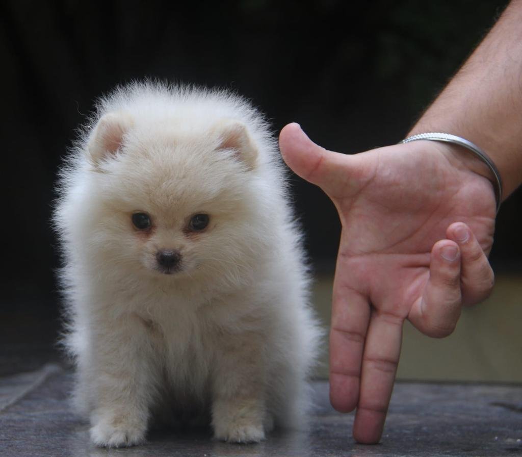Buy Vaccinated  Toy Pomeranian Puppy from Vizag